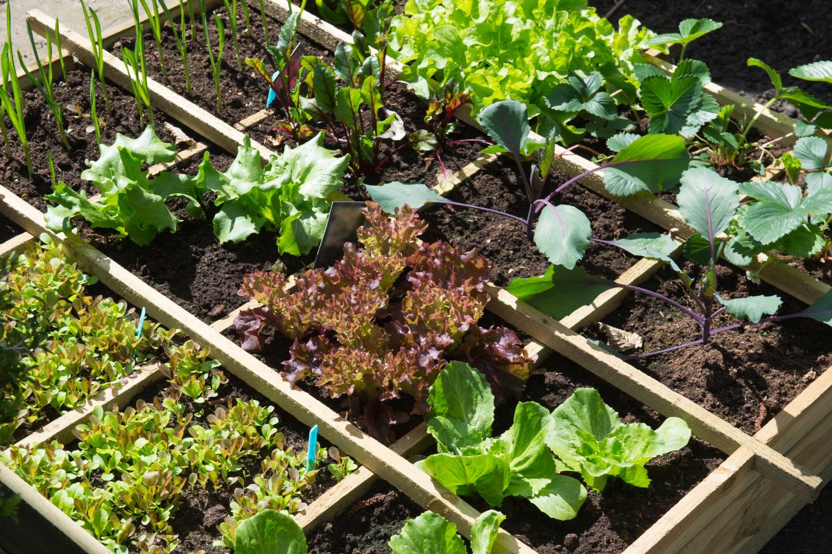 association de légumes dans le potager