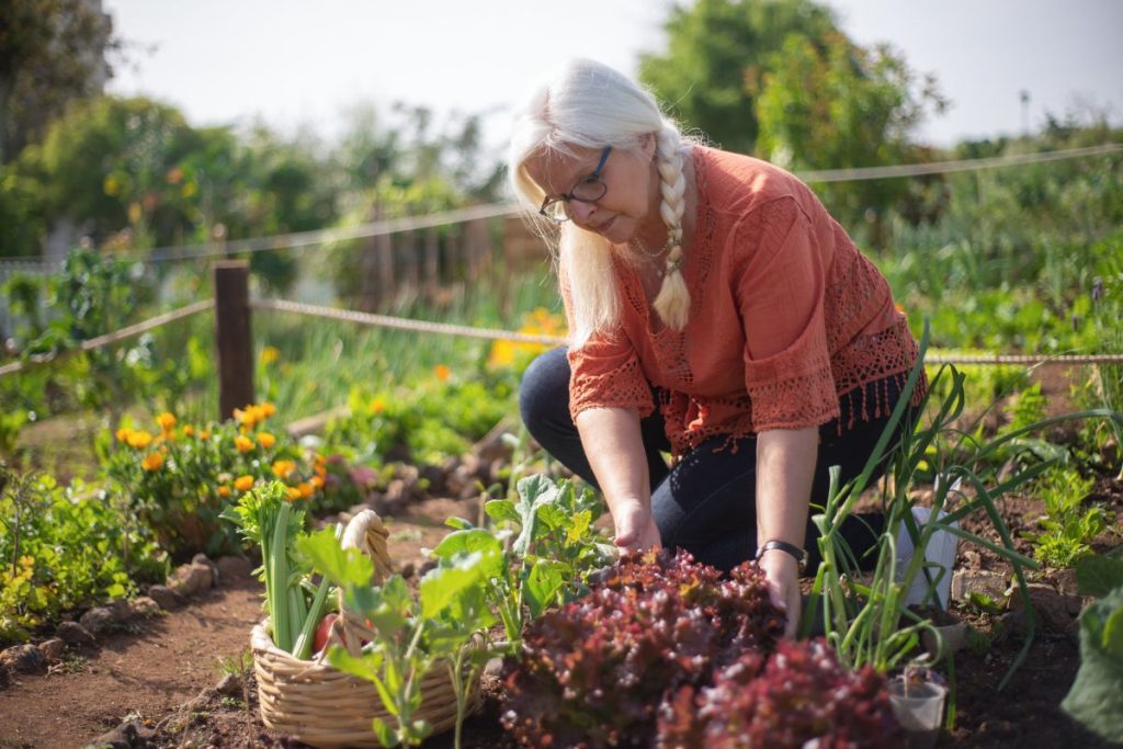 plantage de légumes